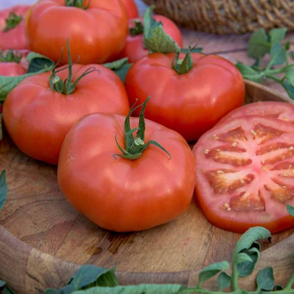 Potagères - Tomate Buffalo Steak F1 - Graines d'Exception - face recto